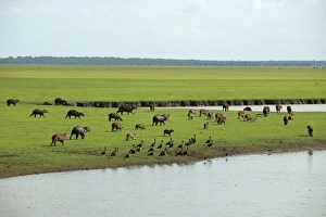 Images Dated 19th April 2004: Capybara - group by water Llanos, Venezuela