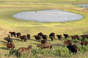 Capybara - group by water Llanos, Venezuela