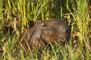 Capybara - head of adult Capybara peeking out between