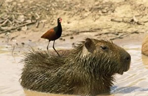 Capybara - with Jacana on back