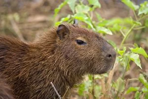 Images Dated 13th July 2010: Capybara - juvenile