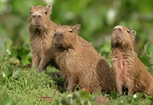Images Dated 19th April 2004: Capybara - three Llanos, Venezuela