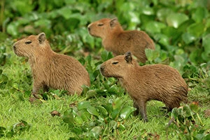 Savannah Collection: Capybara Llanos, Venezuela
