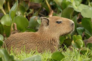 Images Dated 19th April 2004: Capybara Llanos, Venezuela