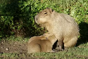 Suckling Prints: Capybara - mother with two babies suckling