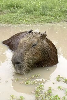 Images Dated 21st April 2004: Capybara ou Cabiai Capybara / Water Hog Hydrochaeris hydrochaeris