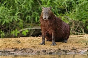 Images Dated 16th September 2009: Capybara, Pantanal Wetlands, Mato Grosso, Brazil