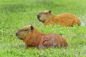Capybara, Pantanal Wetlands, Mato Grosso, Brazil