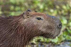 Images Dated 14th September 2009: Capybara, Pantanal Wetlands, Mato Grosso, Brazil