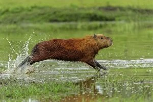 Capybara, running, Pantanal Wetlands, Mato Grosso, Brazil