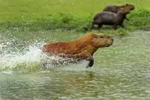 Images Dated 23rd September 2009: Capybara, running, Pantanal Wetlands, Mato Grosso, Brazil