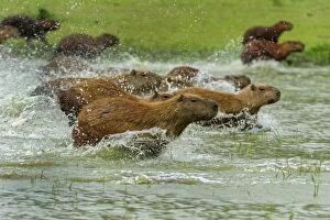 Images Dated 23rd September 2009: Capybara, running, Pantanal Wetlands, Mato Grosso, Brazil