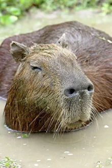 Capybara - in water
