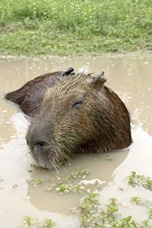 Images Dated 21st April 2004: Capybara - in water. Ilanos, Venezuela