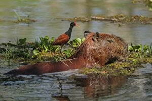 Mixed Gallery: Capybara, Wattled Jacana on the back, Pantanal Wetlands