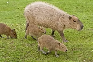 Images Dated 22nd August 2010: Capybara - with young