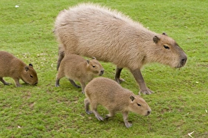 Images Dated 22nd August 2010: Capybara - with young