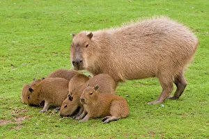 Images Dated 22nd August 2010: Capybara - with young