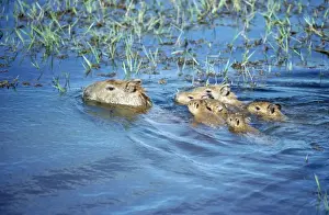 Capybaras - adult with young Llanos Venezuela