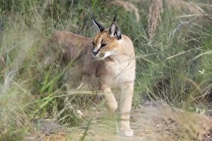 Images Dated 15th April 2008: Caracal