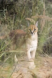 Images Dated 15th April 2008: Caracal
