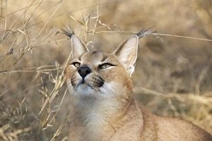 Images Dated 19th August 2010: Caracal
