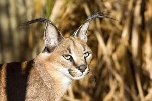 Images Dated 17th May 2012: Caracal