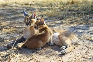 Images Dated 31st July 2007: Caracal / African Lynx / Persian Lynx - female & young Namibia, Africa