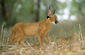 Images Dated 31st July 2007: Caracal / African Lynx / Persian Lynx - juvenile Kapama Nature Reserve, South Africa