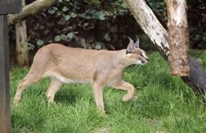 Images Dated 13th September 2007: Caracal - captive