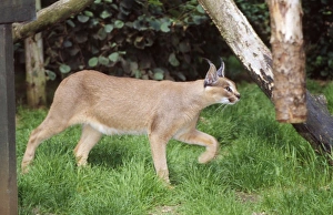 Images Dated 13th September 2007: Caracal - captive