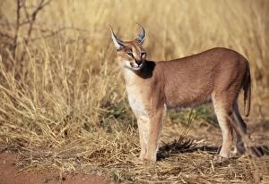 Images Dated 7th February 2006: Caracal - Female. Game Farm, Namibia, Africa