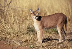 Caracal - Female. Game Farm, Namibia, Africa