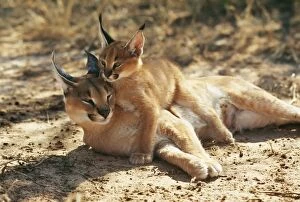 Images Dated 6th October 2009: CARACAL - female and young