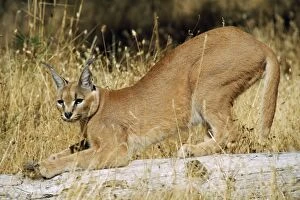 Images Dated 13th September 2007: Caracal - stretching
