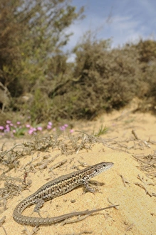 Images Dated 16th March 2010: Carbonell's Wall Lizard - female - in habitats