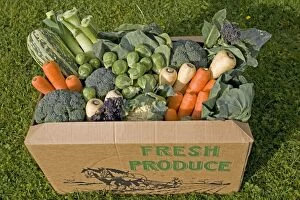 Images Dated 30th September 2007: Cardboard box of fresh locally grown vegetables including cauliflower, cabbage, carrots, srouts