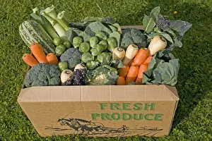 Fresh Prints: Cardboard box of fresh locally grown vegetables including cauliflower