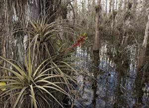 Images Dated 16th February 2006: Cardinal airplant, Florida bromeliad, or wild-pine. Attractive, large epiphytic bromeliad