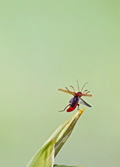 Cardinal Beetle - in flight taking off Cardinal Beetle - in flight taking off