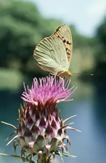 Thistle Prints: Cardinal Butterfly (Fritillary) Greece