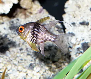 Cardinalfish Prints: Cardinal fish, Indo Pacific