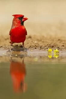 Images Dated 2nd May 2012: Cardinal - male drinking