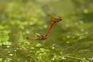 Cardinal Meadowhawk - male towing female during mating activities