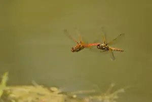 Cardinal Meadowhawk - male towing female during mating activities. Summer. Pacific Northwest. _A2A5836
