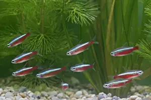 Cardinal Tetra – small shoal by weeds Dist:s America UK