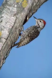 cardinal woodpecker - male