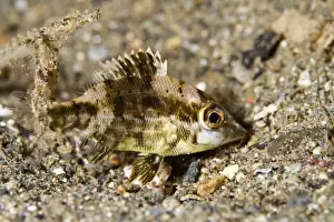 Cardinalfish Prints: Cardinalfish - Indonesia
