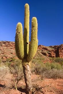 Images Dated 3rd May 2010: Cardon Cactus - in arid landscape at Cuesta de