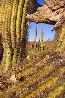 Images Dated 4th May 2010: Cardon Cactus - massive speciman in the background